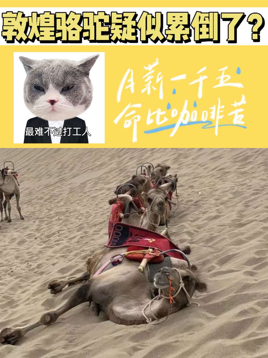 游客太多，敦煌骆驼疑似体力不支被骑死？
