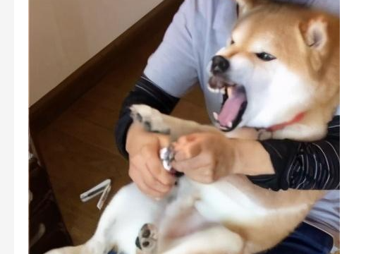 宠物狗剪指甲怎么剪？ 给狗狗剪指甲的好方法！