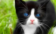 猫眼睛有白膜遮住眼球怎么办