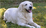 白色金毛犬的价格多少钱一只