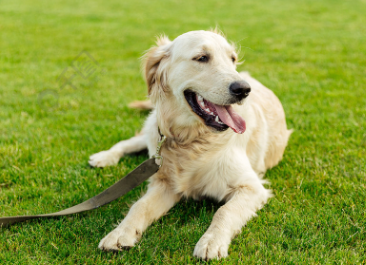 金毛犬哪个色系最贵呢 金毛犬哪个色系最贵呢