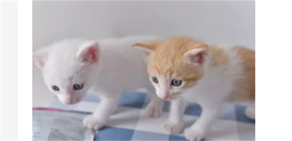 奶猫喜欢抓人咬人怎么办？