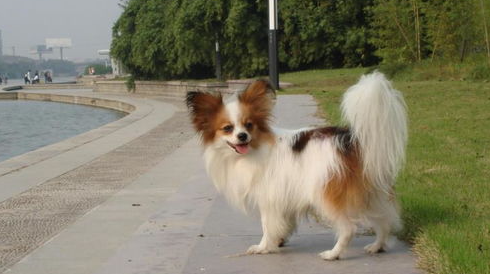 蝴蝶犬感冒给他吃什么药？怎么检查蝴蝶犬是否感冒？
