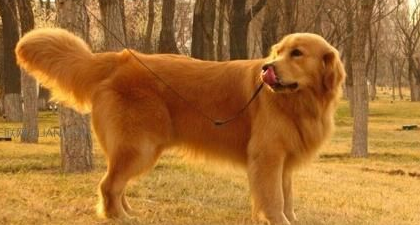 金毛幼犬耳朵小?金毛幼犬耳朵小是怎么回事? 金毛幼犬耳朵小?金毛幼犬耳朵小是怎么回事?
