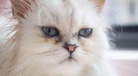 扁脸猫泪痕严重怎么办？来了解下吧