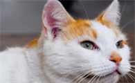 一文详解：猫有口腔炎症怎么办？
