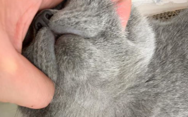 猫黑下巴怎么办?猫黑下巴怎么治疗用什么药? 猫黑下巴怎么办?猫黑下巴怎么治疗用什么药?