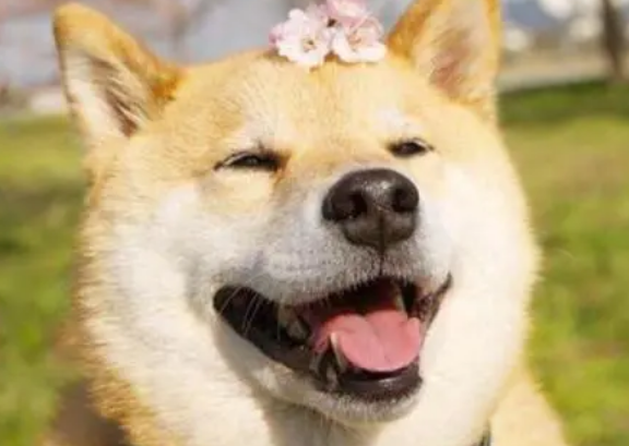 柴犬为什么飞机耳？有以下四个情况柴犬会飞机耳？