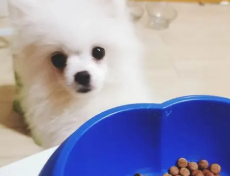 白色博美犬吃什么食物好