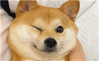 柴犬是否适合家养