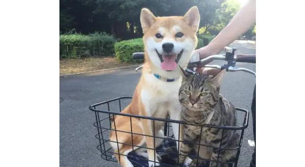 柴犬几个月发情？柴犬发情的表现？