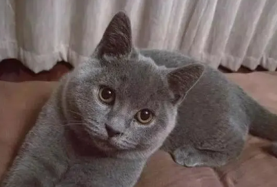 蓝猫把你当主人的表现