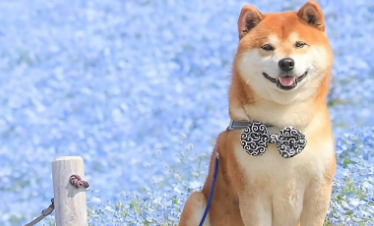柴犬肚子一直叫 不吃饭怎么办