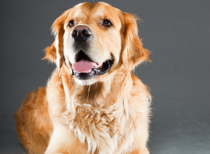 怎么样才能让金毛犬不乱大小便呢