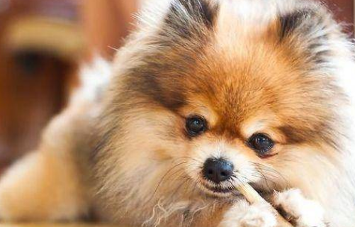 怎么喂食博美犬呢 怎么喂食博美犬呢