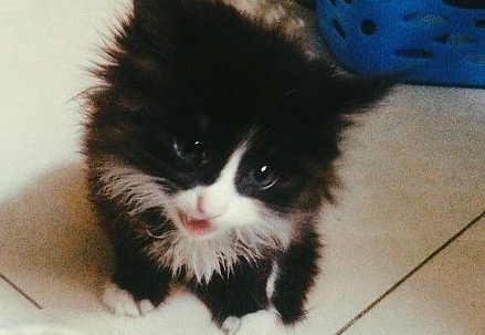 一个多月小猫拉稀怎么办?怎么治疗? 一个多月小猫拉稀怎么办?怎么治疗?