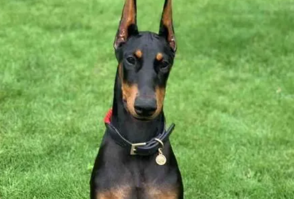 怎么训练杜宾犬？杜宾犬的扑咬训练？