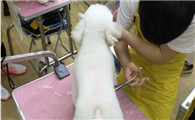 狗狗宠物美容培训学校