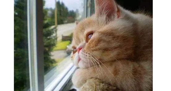 猫咪为什么一到春天就狂掉毛？ 铲屎官应如何应对？