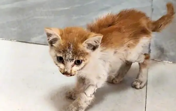 倒在路边一动不动的小猫，去喵星前遇到了好心人