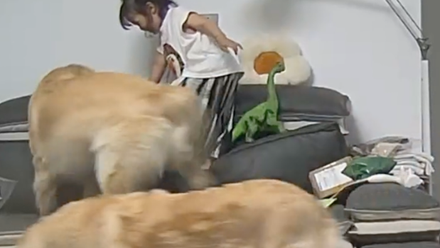 小主人踩板凳上沙发玩,两只金毛看到后马上过去护着她 小主人踩板凳上沙发玩,两只金毛看到后马上过去护着她