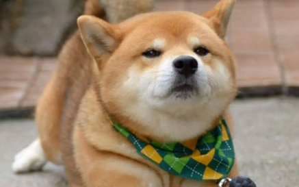 柴犬一胎生几个 柴犬生产数量和哪些有关
