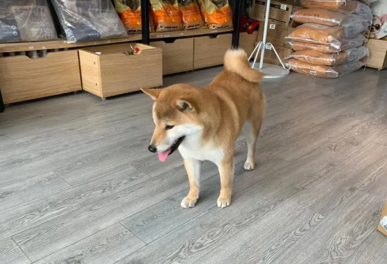 柴犬耳朵间隔很大？柴犬不纯正耳朵有什么表现？