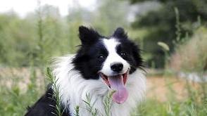 边牧的鼻子干干的是生病了吗？牧羊犬鼻子干的原因！
