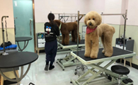 道格宠物医院怎么样