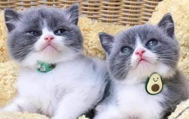猫舍的猫咪一般都是什么价位 猫舍的猫咪一般都是什么价位