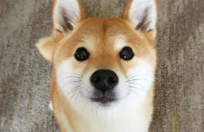 柴犬眼睛上方有白毛，柴犬眉毛什么时候出现？