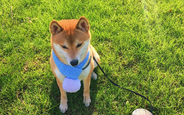 柴犬能吃骨头吗?最好不要给柴犬吃骨头 柴犬能吃骨头吗?最好不要给柴犬吃骨头
