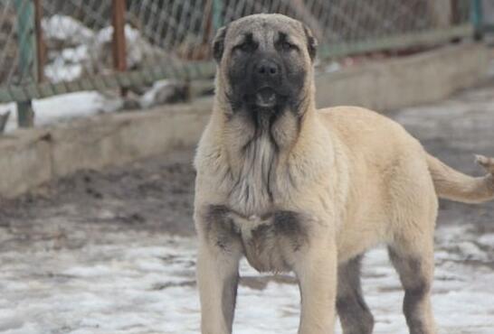 哪里有坎高犬出售 哪里有坎高犬出售