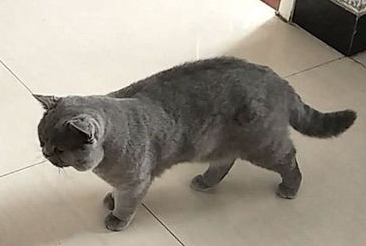 母猫看不见人就叫怎么办？宠主看过来
