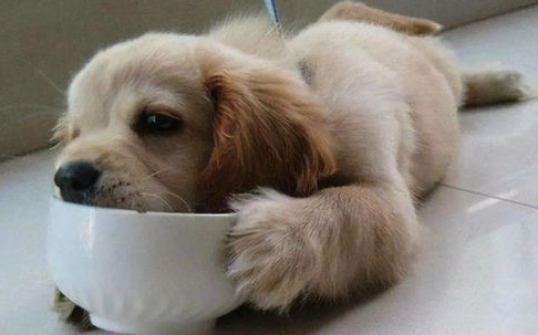 给狗狗吃什么肉类好呢?看这~ 给狗狗吃什么肉类好呢?看这~