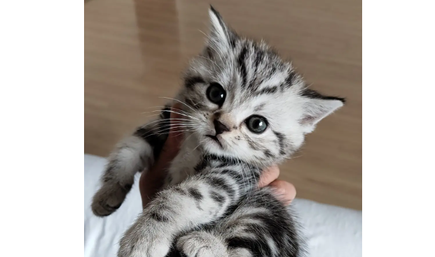 1岁多的猫得了猫瘟怎么办?一岁猫猫瘟? 1岁多的猫得了猫瘟怎么办?一岁猫猫瘟?