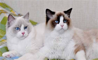为什么布偶猫不伸爪子？布偶猫原来这么温顺！