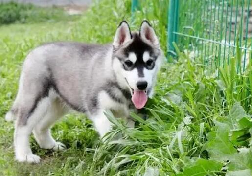 哈士奇幼犬大小便训练 哈士奇幼犬大小便训练