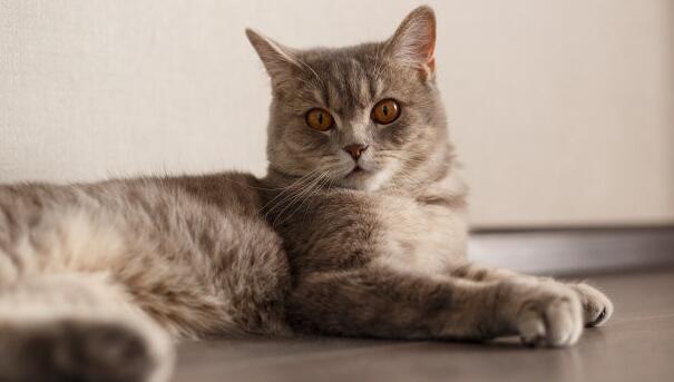 重庆主城有正规猫舍吗