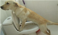 如何训练狗狗使用狗狗厕所？需要铲屎官花点耐心和恒心？
