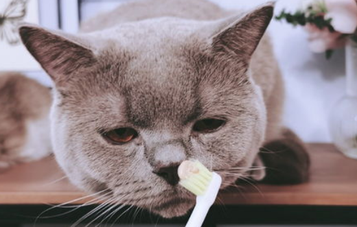 如何在家为宠物猫猫做口腔护理？