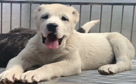 中亚牧羊犬价格表