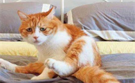 猫喝酸奶拉稀怎么办？来看看吧
