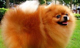 博美犬患有肾衰竭还能活多久?来看看吧 博美犬患有肾衰竭还能活多久?来看看吧