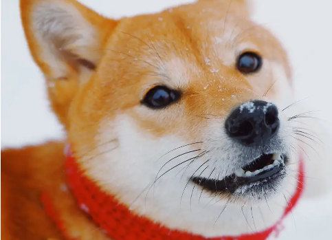 柴犬吃什么发毛?以下三种食物可以让柴犬美毛! 柴犬吃什么发毛?以下三种食物可以让柴犬美毛!