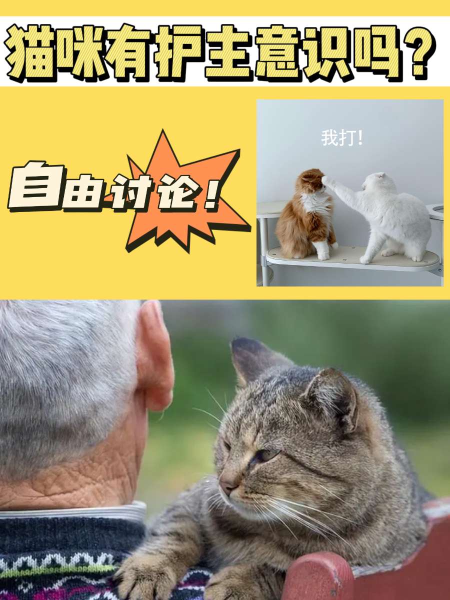 猫咪有护主意识吗?你是正方还是反方? 猫咪有护主意识吗?你是正方还是反方?