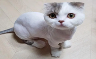 猫咪化毛膏什么牌子比较好