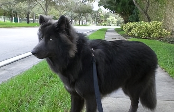 蓝湾牧羊犬中国有卖吗
