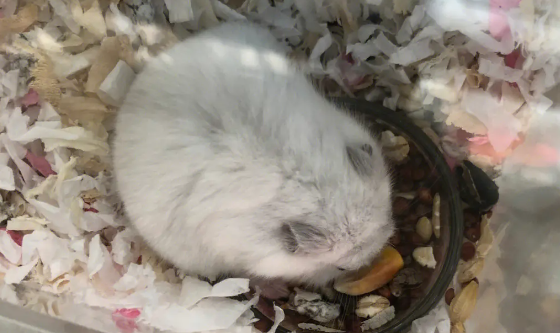 仓鼠打架打出血了怎么办？仓鼠被同伴咬伤出血怎么办？