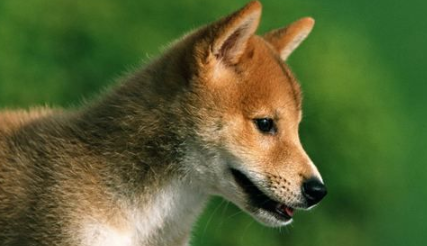 柴犬有尾巴吗?柴犬如何饲养? 柴犬有尾巴吗?柴犬如何饲养?